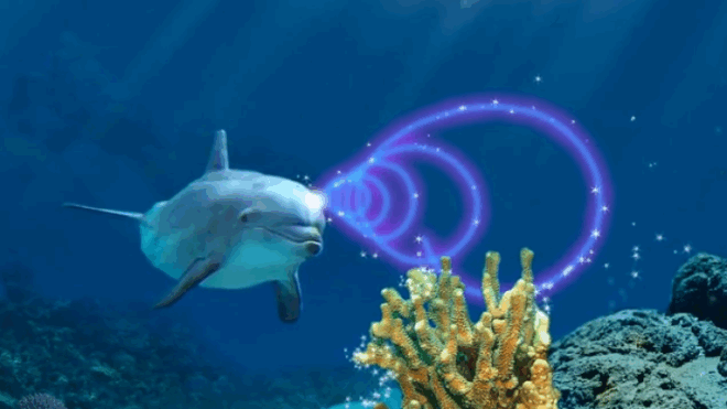 Будущее серии Ecco the Dolphin Будущее серии Ecco the Dolphin